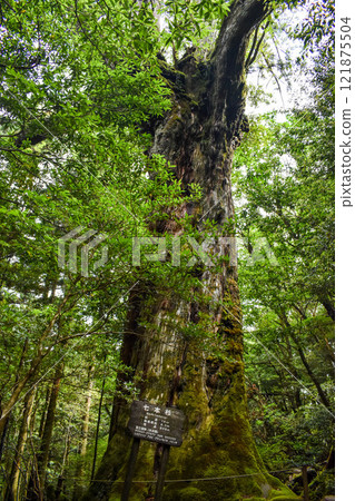 屋久島白谷雲水峽健行 | 茂密的世界遺產自然與夢幻神秘的幽靈公主森林【聖地朝聖】 121875504