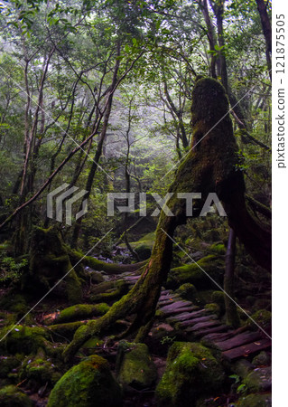 屋久島白谷雲水峽健行 | 茂密的世界遺產自然與夢幻神秘的幽靈公主森林【聖地朝聖】 121875505