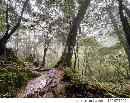 Hiking in Shiratani Unsuikyo Gorge, Yakushima | Lush World Heritage Nature and the Mysterious and Fantastic Forest of Princess Mononoke [Sacred Site Pilgrimage] 121875512
