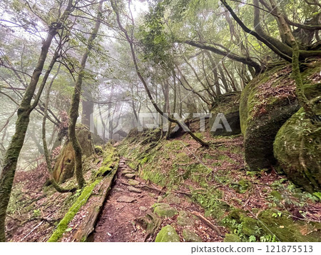Hiking in Shiratani Unsuikyo Gorge, Yakushima | Lush World Heritage Nature and the Mysterious and Fantastic Forest of Princess Mononoke [Sacred Site Pilgrimage] 121875513