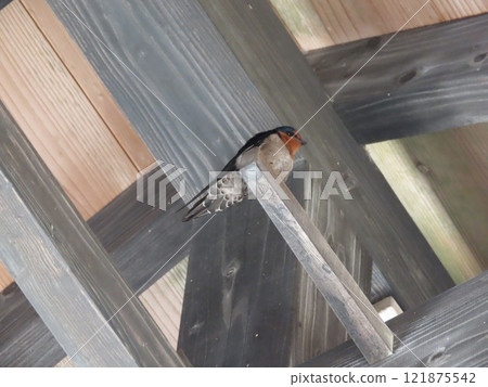 Ryukyu swallows perched on man-made structures 121875542