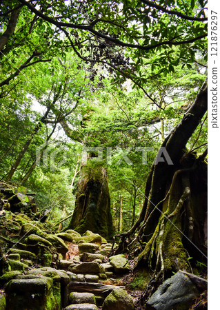 Hiking in Shiratani Unsuikyo Gorge, Yakushima | Mysterious forest scenery overflowing with nature and life, a World Heritage Site | Princess Mononoke Forest and the Cedar of Life 121876297