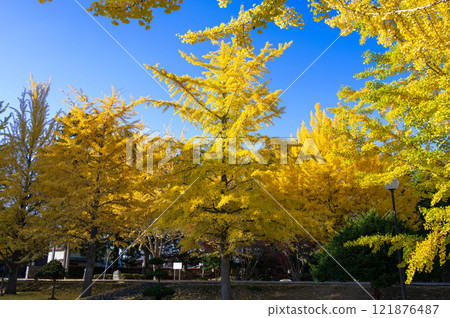 Ginkgo biloba turned yellow Ginkgo biloba turned yellow 121876487