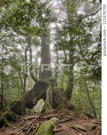 屋久島白谷雲水峽健行 | 茂密的世界遺產自然與夢幻神秘的幽靈公主森林【聖地朝聖】 121876700