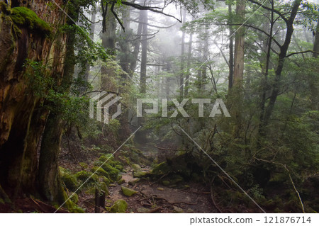 Hiking in Shiratani Unsuikyo Gorge, Yakushima | Lush World Heritage Nature and the Mysterious and Fantastic Forest of Princess Mononoke [Sacred Site Pilgrimage] 121876714