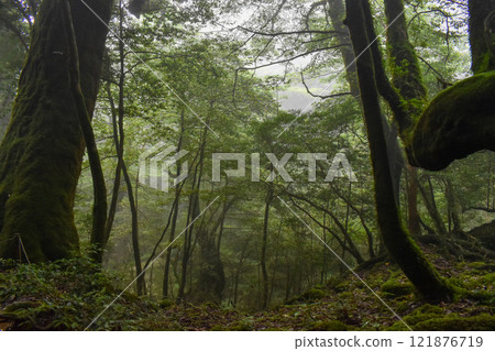 屋久島白谷雲水峽健行 | 茂密的世界遺產自然與夢幻神秘的幽靈公主森林【聖地朝聖】 屋久島白谷雲水峽健行 | 茂密的世界遺產自然與夢幻神秘的幽靈公主森林【聖地朝聖】 121876719
