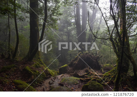 屋久島白谷雲水峽健行 | 茂密的世界遺產自然與夢幻神秘的幽靈公主森林【聖地朝聖】 121876720