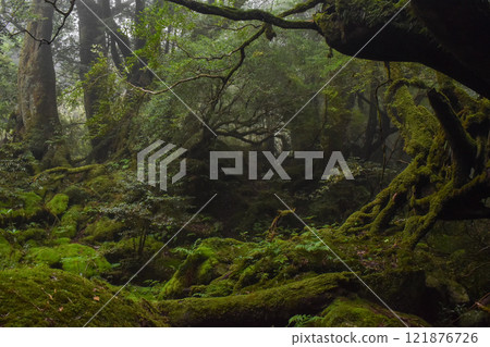 屋久島白谷雲水峽健行 | 茂密的世界遺產自然與夢幻神秘的幽靈公主森林【聖地朝聖】 121876726