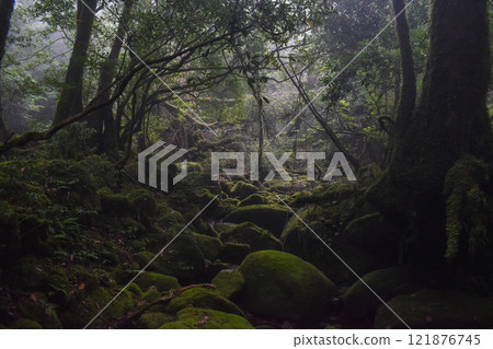 Hiking in Shiratani Unsuikyo Gorge, Yakushima | Lush World Heritage Nature and the Mysterious and Fantastic Forest of Princess Mononoke [Sacred Site Pilgrimage] 121876745