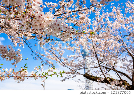 Cherry blossoms in full bloom and blue skies in spring at Sumida Park in Tokyo Cherry blossoms in full bloom and blue skies in spring at Sumida Park in Tokyo 121877005