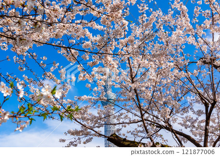 Cherry blossoms in full bloom against a blue sky in spring at Sumida Park in Tokyo 121877006