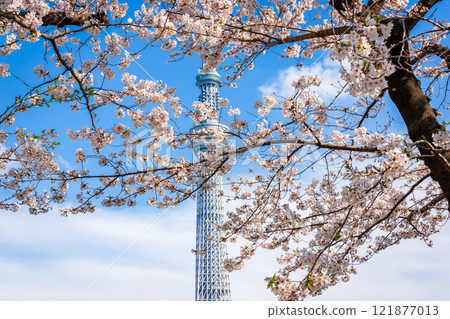 春天在東京墨田公園看到盛開的櫻花和藍天，背景是天空樹 121877013