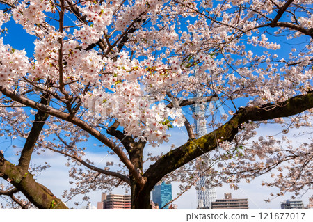 Cherry blossoms in full bloom against a blue sky in spring at Sumida Park in Tokyo 121877017