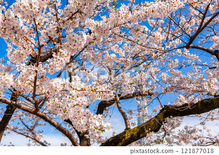 Cherry blossoms in full bloom against a blue sky in spring at Sumida Park in Tokyo 121877018