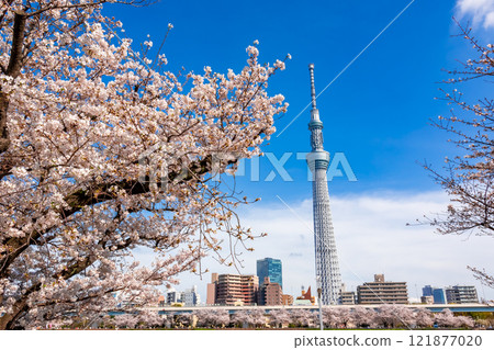 春天的東京墨田公園,櫻花盛開,晴空塔映襯著藍天 春天的東京墨田公園,櫻花盛開,晴空塔映襯著藍天 121877020