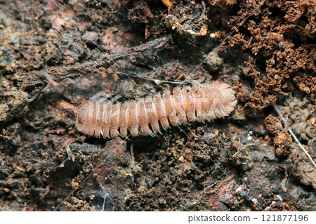 A pink Japanese millipede hiding in decaying wood (natural light + strobe macro close-up) A pink Japanese millipede hiding in decaying wood (natural light + strobe macro close-up) 121877196
