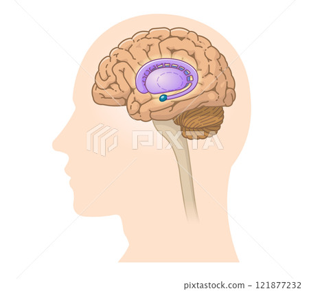 中樞神經、大腦、腦幹、小腦、基底核的插圖 121877232