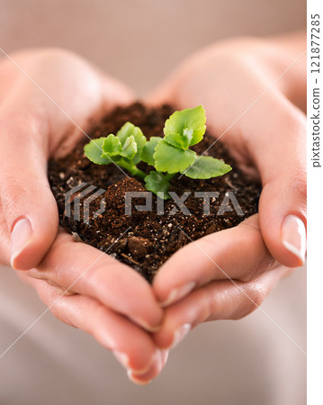 Hands holding a plant, growth and life for green business, care for nature and support from above. Closeup of soil, dirt and earth with a budding, growing and small sapling being nurtured in spring Hands holding a plant, growth and life for green business, care for nature and support from above. Closeup of soil, dirt and earth with a budding, growing and small sapling being nurtured in spring 121877285