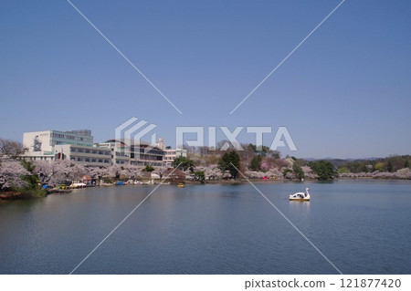 Morioka scenery: Takamatsu Pond in spring, Takamatsu Park 121877420