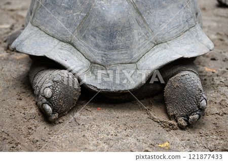 Rear view of a giant turtle lies in its natural habitat Rear view of a giant turtle lies in its natural habitat 121877433