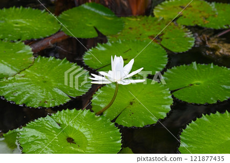 White lotus water lily blooming in a rainforest wetland White lotus water lily blooming in a rainforest wetland 121877435
