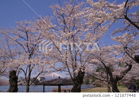 盛岡風景:春天的高松池櫻花樹和岩手山 盛岡風景:春天的高松池櫻花樹和岩手山 121877448