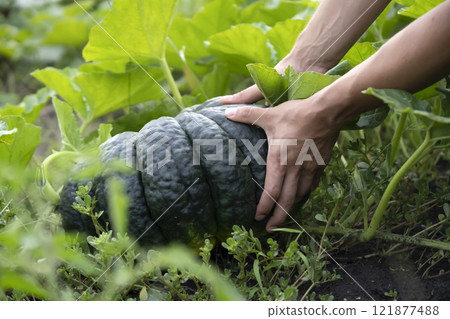 Man is farming, harvesting pumpkin in the garden. Man is farming, harvesting pumpkin in the garden. 121877488