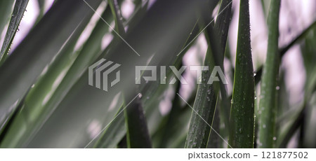 Tropical exotic green flora and growing plants, palm leaves with a rain drops closeup. 121877502