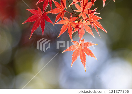 埼玉縣川越市小船場町天台宗別角本山中院釋迦堂旁背光楓葉特寫，背景模糊 121877506