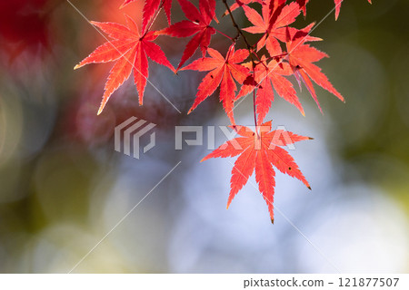 A close-up of a backlit maple tree next to the Shakado Hall of the Tendai sect's special head temple, Chuin, in Kosenba-cho, Kawagoe City, Saitama Prefecture, with the background blurred A close-up of a backlit maple tree next to the Shakado Hall of the Tendai sect's special head temple, Chuin, in Kosenba-cho, Kawagoe City, Saitama Prefecture, with the background blurred 121877507