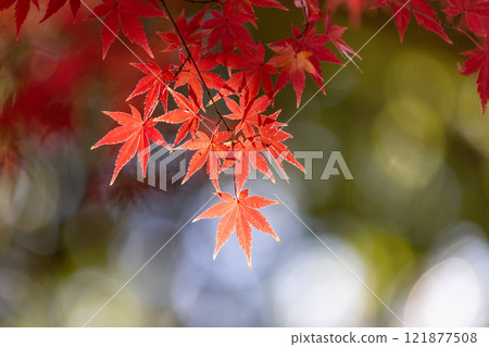 A close-up of a backlit maple tree next to the Shakado Hall of the Tendai sect's special head temple, Chuin, in Kosenba-cho, Kawagoe City, Saitama Prefecture, with the background blurred 121877508