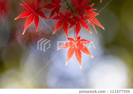 埼玉縣川越市小船場町天台宗別角本山中院釋迦堂旁背光楓葉特寫，背景模糊 121877509