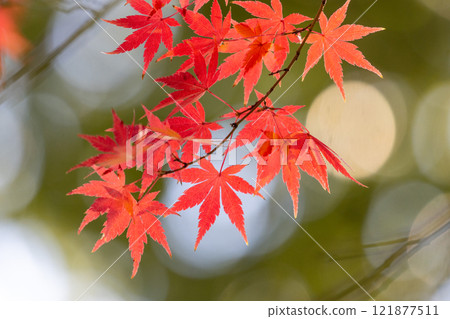 埼玉縣川越市小船場町天台宗別角本山中院釋迦堂旁背光楓葉特寫，背景模糊 121877511