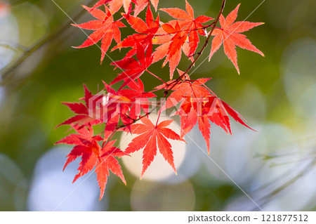 埼玉縣川越市小船場町天台宗別角本山中院釋迦堂旁背光楓葉特寫,背景模糊 埼玉縣川越市小船場町天台宗別角本山中院釋迦堂旁背光楓葉特寫,背景模糊 121877512