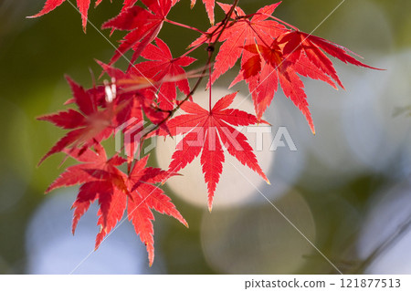 A close-up of a backlit maple tree next to the Shakado Hall of the Tendai sect's special head temple, Chuin, in Kosenba-cho, Kawagoe City, Saitama Prefecture, with the background blurred 121877513
