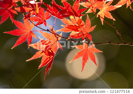 埼玉縣川越市小船場町天台宗別角本山中院釋迦堂旁背光楓葉特寫，背景模糊 121877516