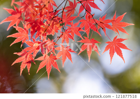 A close-up of a backlit maple tree next to the Shakado Hall of the Tendai sect's special head temple, Chuin, in Kosenba-cho, Kawagoe City, Saitama Prefecture, with the background blurred 121877518