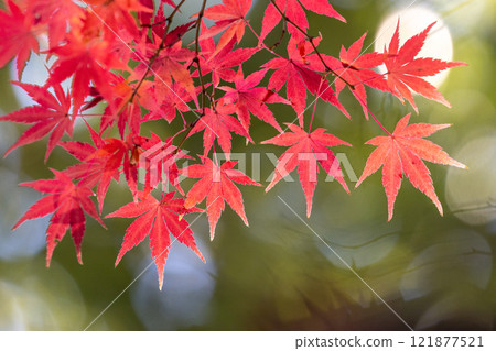 A close-up of a backlit maple tree next to the Shakado Hall of the Tendai sect's special head temple, Chuin, in Kosenba-cho, Kawagoe City, Saitama Prefecture, with the background blurred 121877521