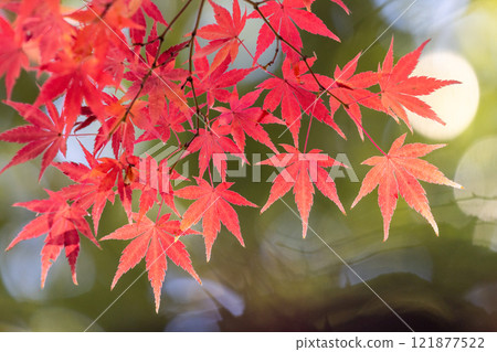 埼玉縣川越市小船場町天台宗別角本山中院釋迦堂旁背光楓葉特寫，背景模糊 121877522