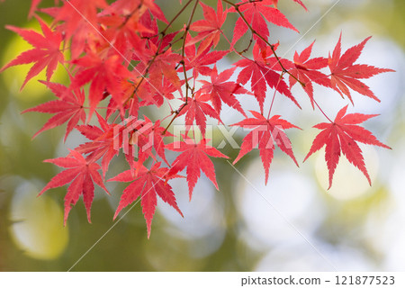 A close-up of a backlit maple tree next to the Shakado Hall of the Tendai sect's special head temple, Chuin, in Kosenba-cho, Kawagoe City, Saitama Prefecture, with the background blurred A close-up of a backlit maple tree next to the Shakado Hall of the Tendai sect's special head temple, Chuin, in Kosenba-cho, Kawagoe City, Saitama Prefecture, with the background blurred 121877523