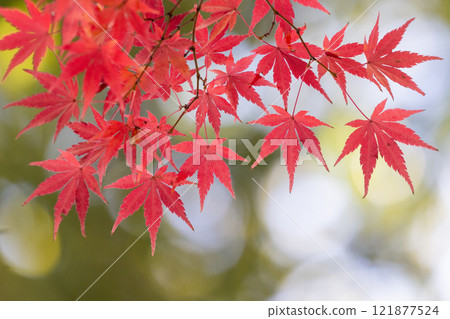 埼玉縣川越市小船場町天台宗別角本山中院釋迦堂旁背光楓葉特寫，背景模糊 121877524