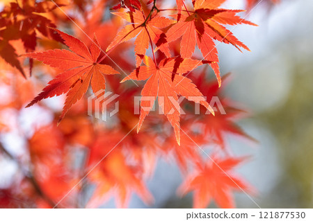 埼玉縣川越市小船場町天台宗別角本山中院釋迦堂旁背光楓葉特寫，背景模糊 121877530