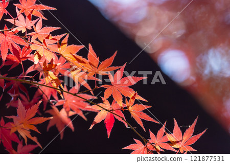 埼玉縣川越市小船場町天台宗別角本山中院釋迦堂旁背光楓葉特寫，背景模糊 121877531