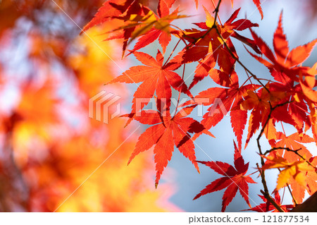 A close-up of a backlit maple tree next to the Shakado Hall of the Tendai sect's special head temple, Chuin, in Kosenba-cho, Kawagoe City, Saitama Prefecture, with the background blurred A close-up of a backlit maple tree next to the Shakado Hall of the Tendai sect's special head temple, Chuin, in Kosenba-cho, Kawagoe City, Saitama Prefecture, with the background blurred 121877534