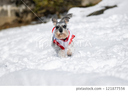 雪納瑞 雪納瑞 121877556