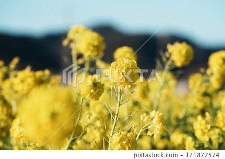 初春的油菜花映襯著藍天 初春的油菜花映襯著藍天 121877574