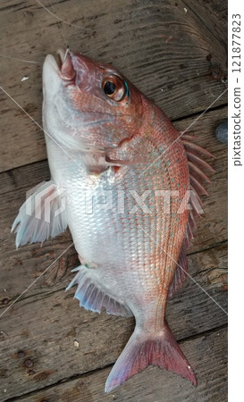 The red sea bream that was caught. The hook is still stuck in it. The red sea bream that was caught. The hook is still stuck in it. 121877823