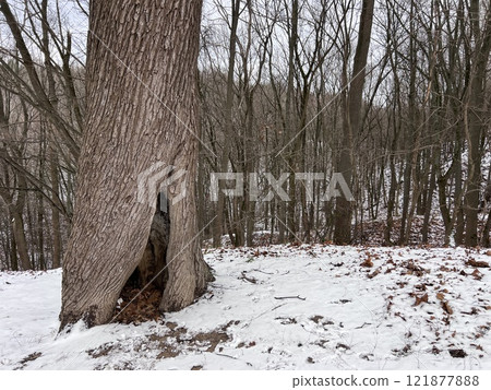 Tree bark in a snowy winter background, old bark texture, solitary concept, old forest. Tree bark hit by lightning. Into the woods. Hollow tree. Tree of life.  121877888