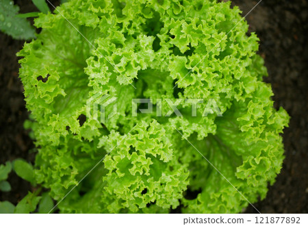 Lollo Rosso green lettuce field detail farm fresh bio curly Lactuca sativa harvest farmer freshly growth harvesting vegetable spring stem stalk farmer farming grows ecology garden, organically 121877892