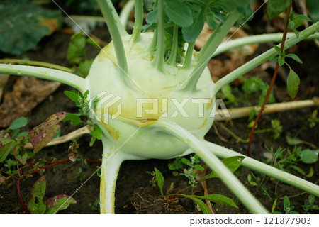Kohlrabi bio fresh harvest planting tuber detail greenhouse foil field root crop turnip German white farm farming garden harvesting stem organic Brassica oleracea gongylodes Europe Kohlrabi bio fresh harvest planting tuber detail greenhouse foil field root crop turnip German white farm farming garden harvesting stem organic Brassica oleracea gongylodes Europe 121877903